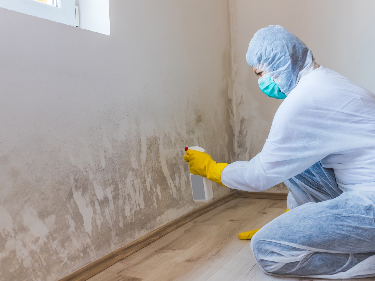 Mold Remediation